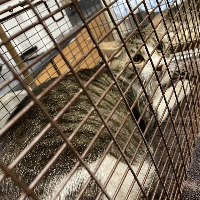Adoptable Cat