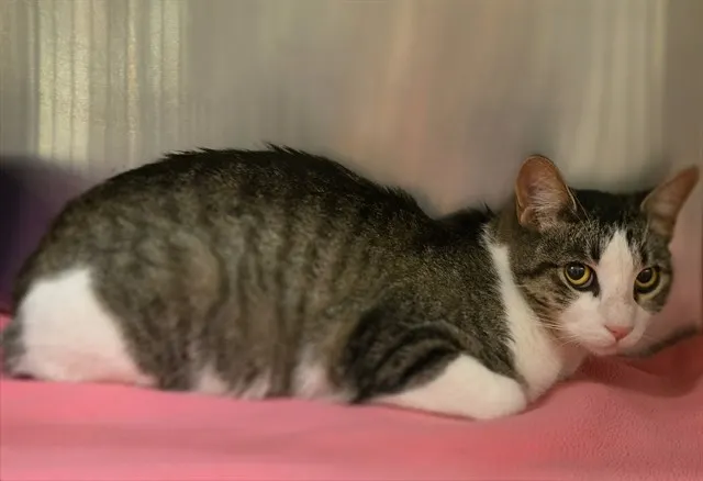 Tnr-Callie