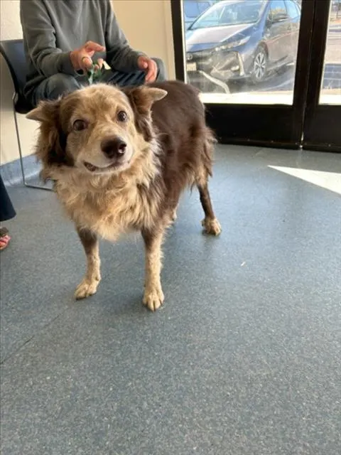 Adoptable Dog