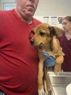 Adoptable Dog