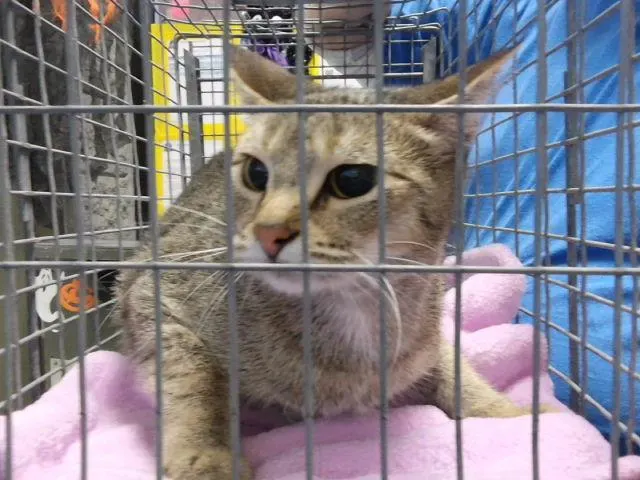 Willow
