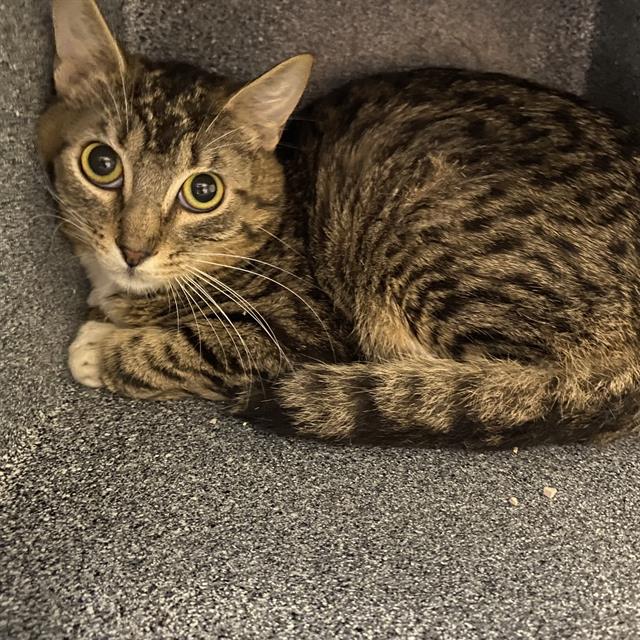 Adoptable Cat