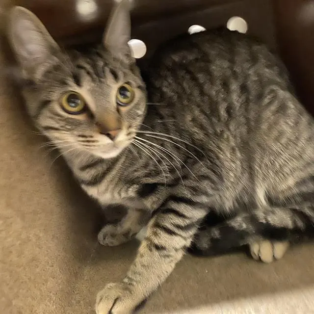 Adoptable Cat