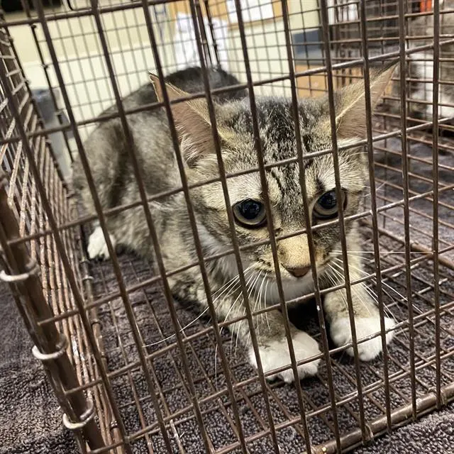 Adoptable Cat