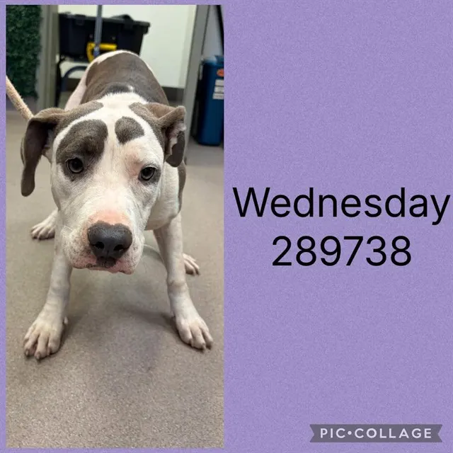 Wednesday
