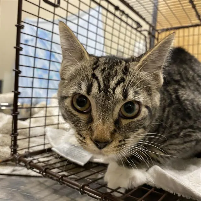 Adoptable Cat