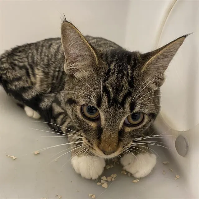 Adoptable Cat
