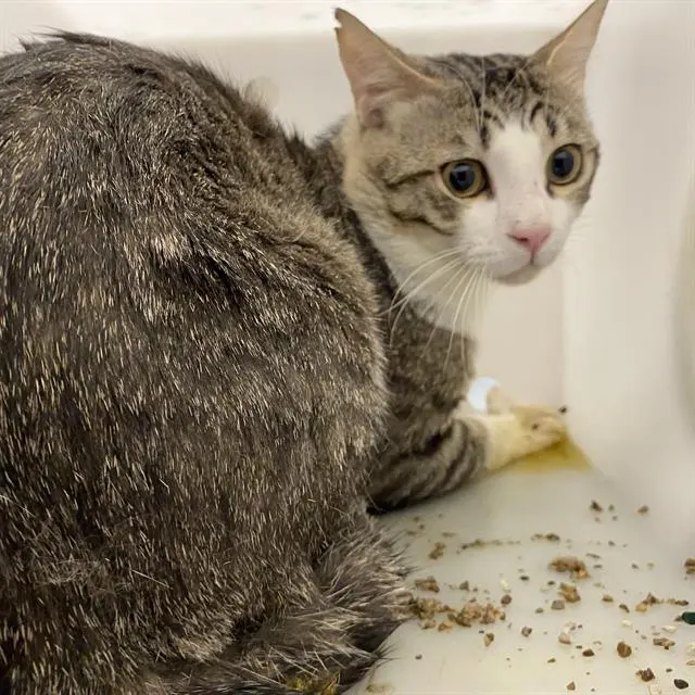 Adoptable Cat