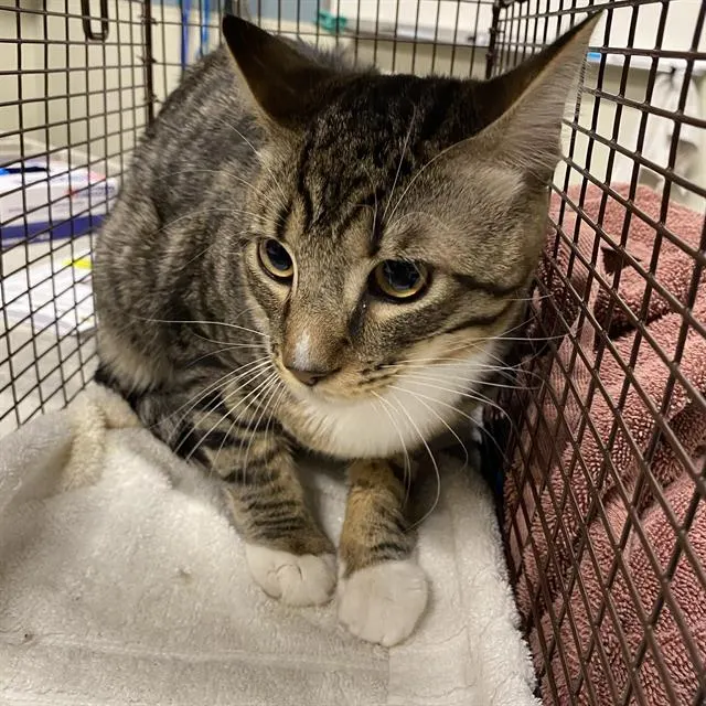 Adoptable Cat