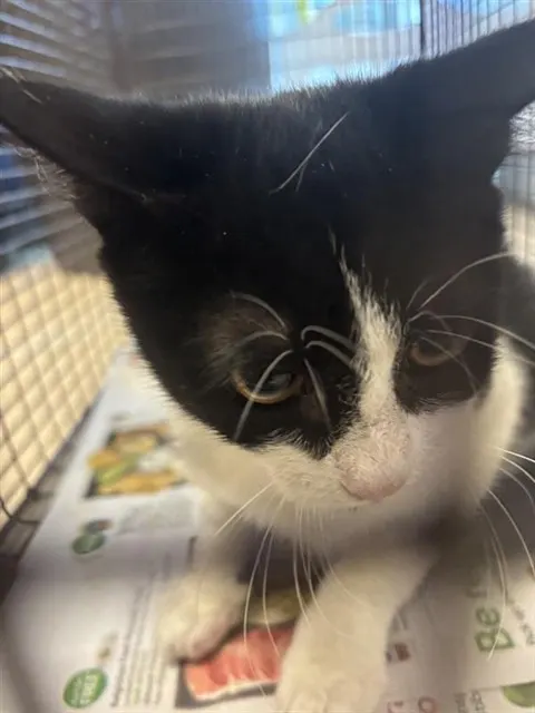 Adoptable Cat