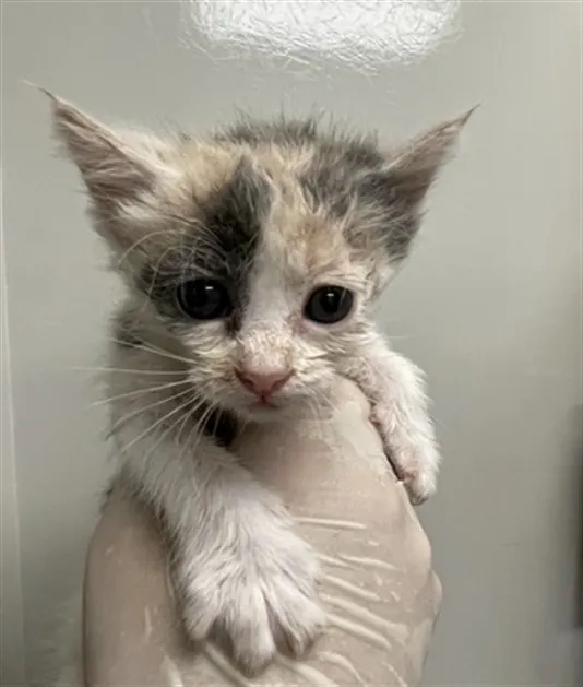Adoptable Cat