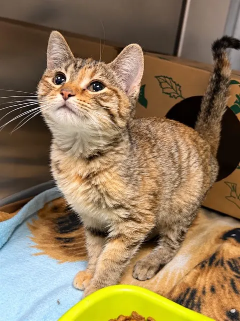 Penelope