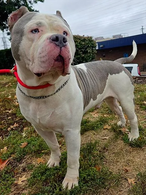 Big Meech
