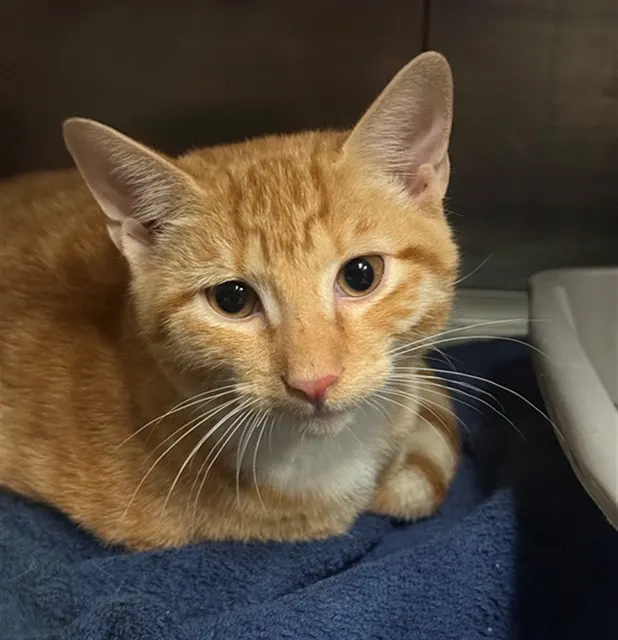 Adoptable Cat