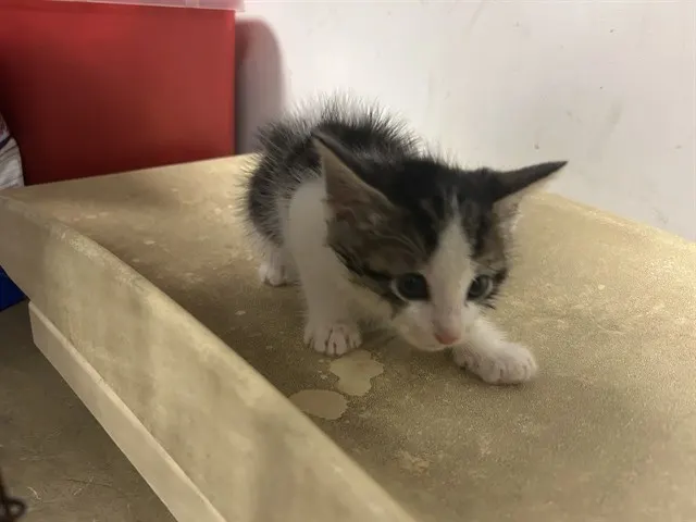 Adoptable Cat