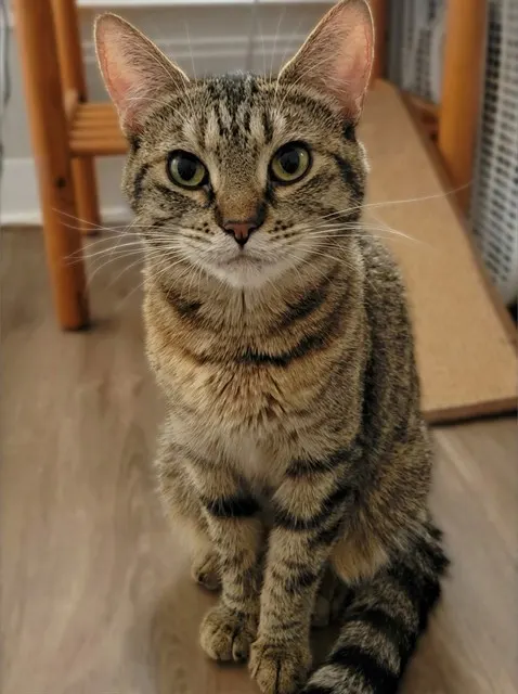 Tigger