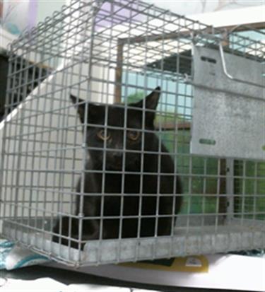 Adoptable Cat