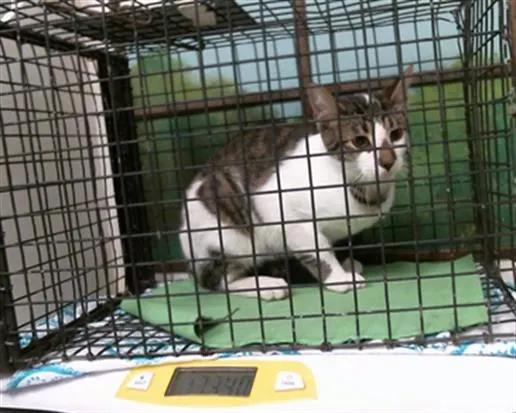 Adoptable Cat
