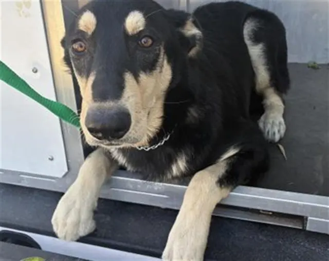 Adoptable Dog