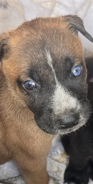 Adoptable Dog