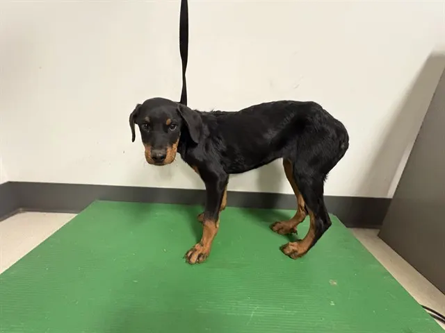 Adoptable Dog