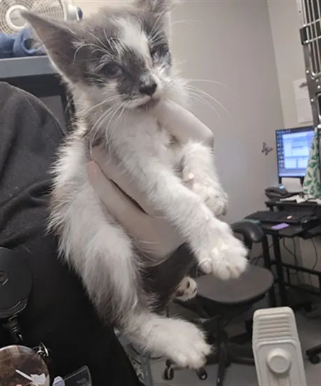 Marty