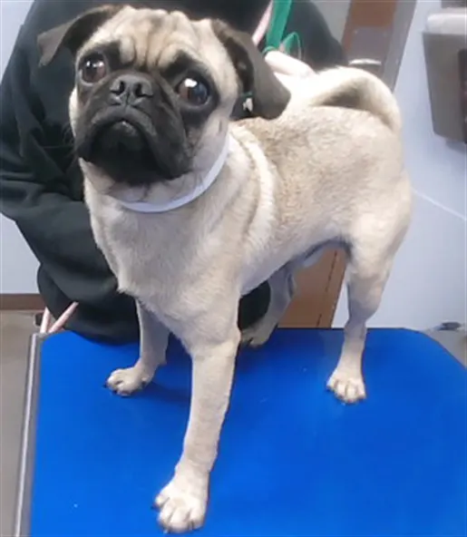 Love Pug