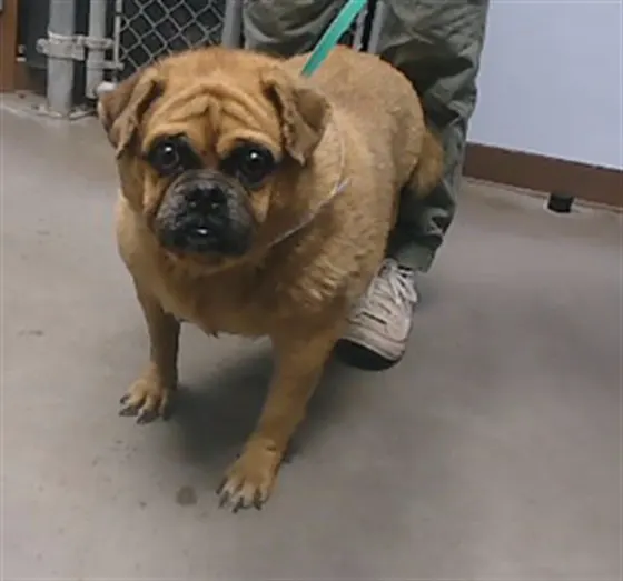 Chonky