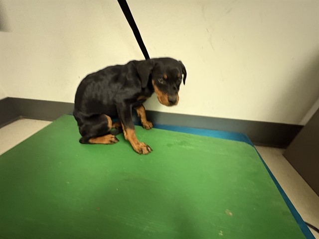 Adoptable Dog