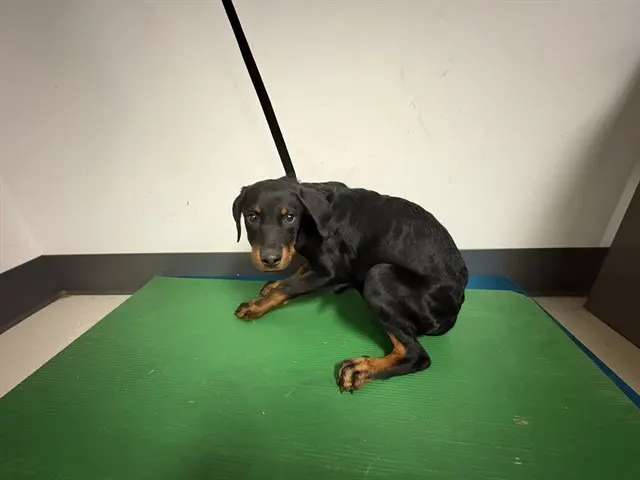 Adoptable Dog