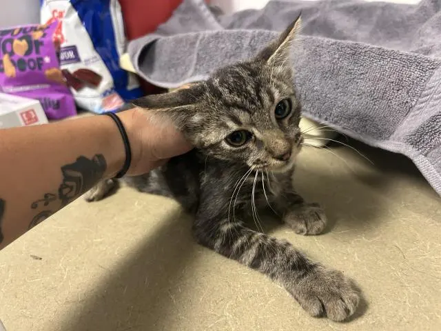 Adoptable Cat