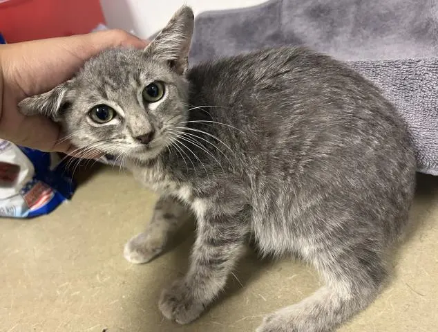 Adoptable Cat