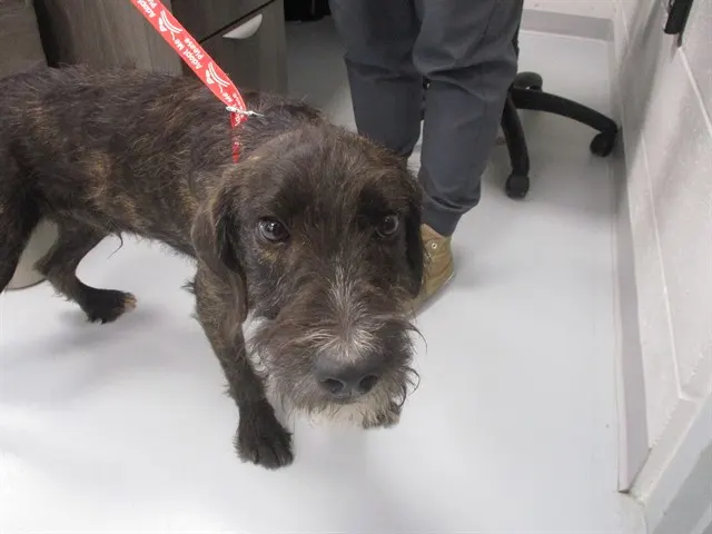 Adoptable Dog