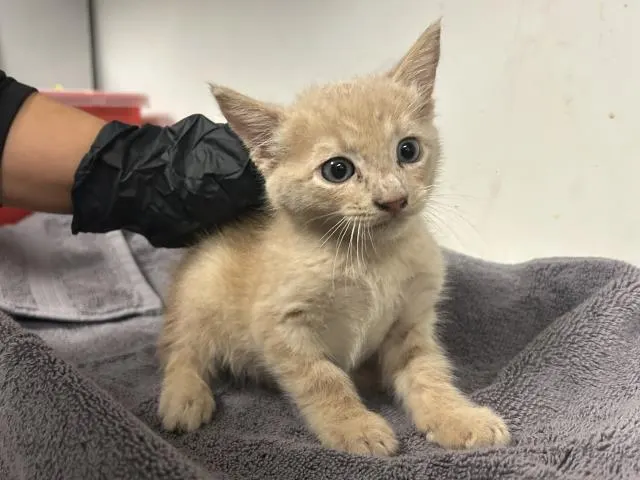 Adoptable Cat