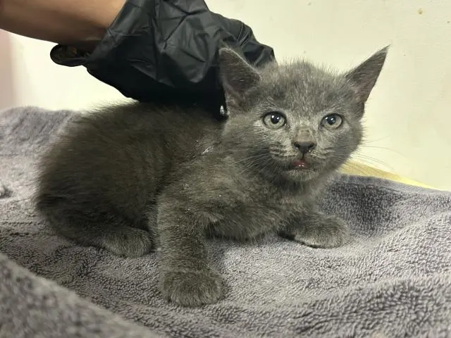 Adoptable Cat