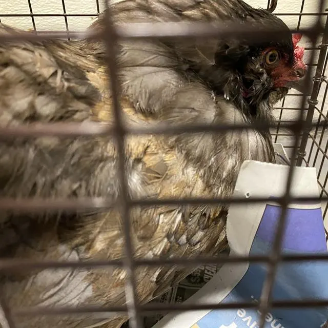 Adoptable Bird
