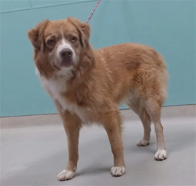 Adoptable Dog