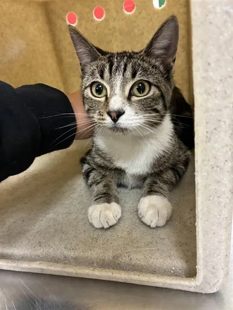 Adoptable Cat