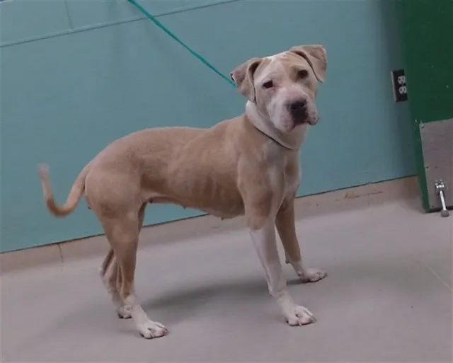 Adoptable Dog