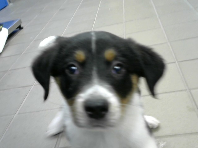 Sarge