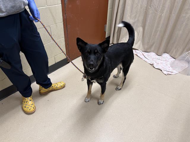 Adoptable Dog