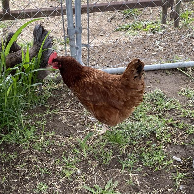 Adoptable Bird