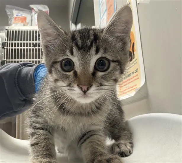 Adoptable Cat