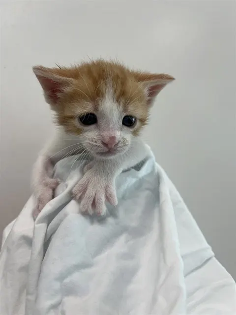 Adoptable Cat