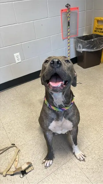 Diva