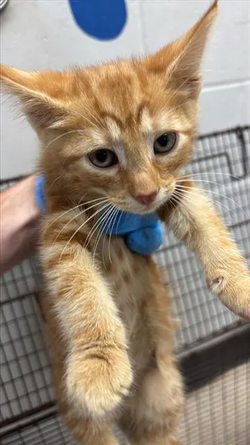 Adoptable Cat