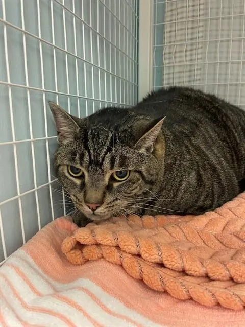 Milo