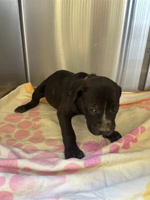 Adoptable Dog