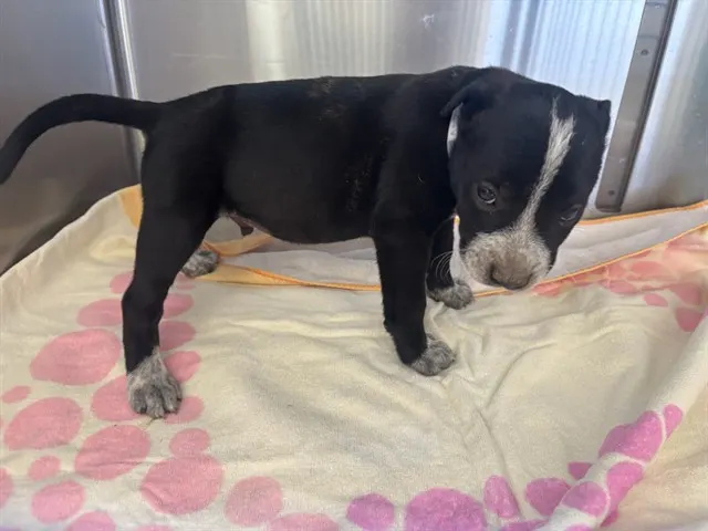Adoptable Dog