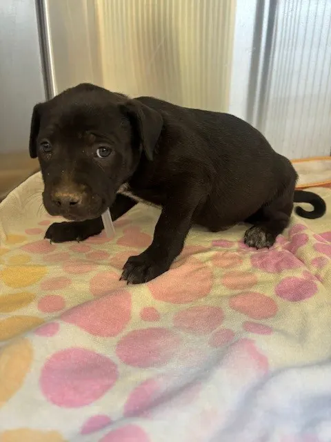 Adoptable Dog